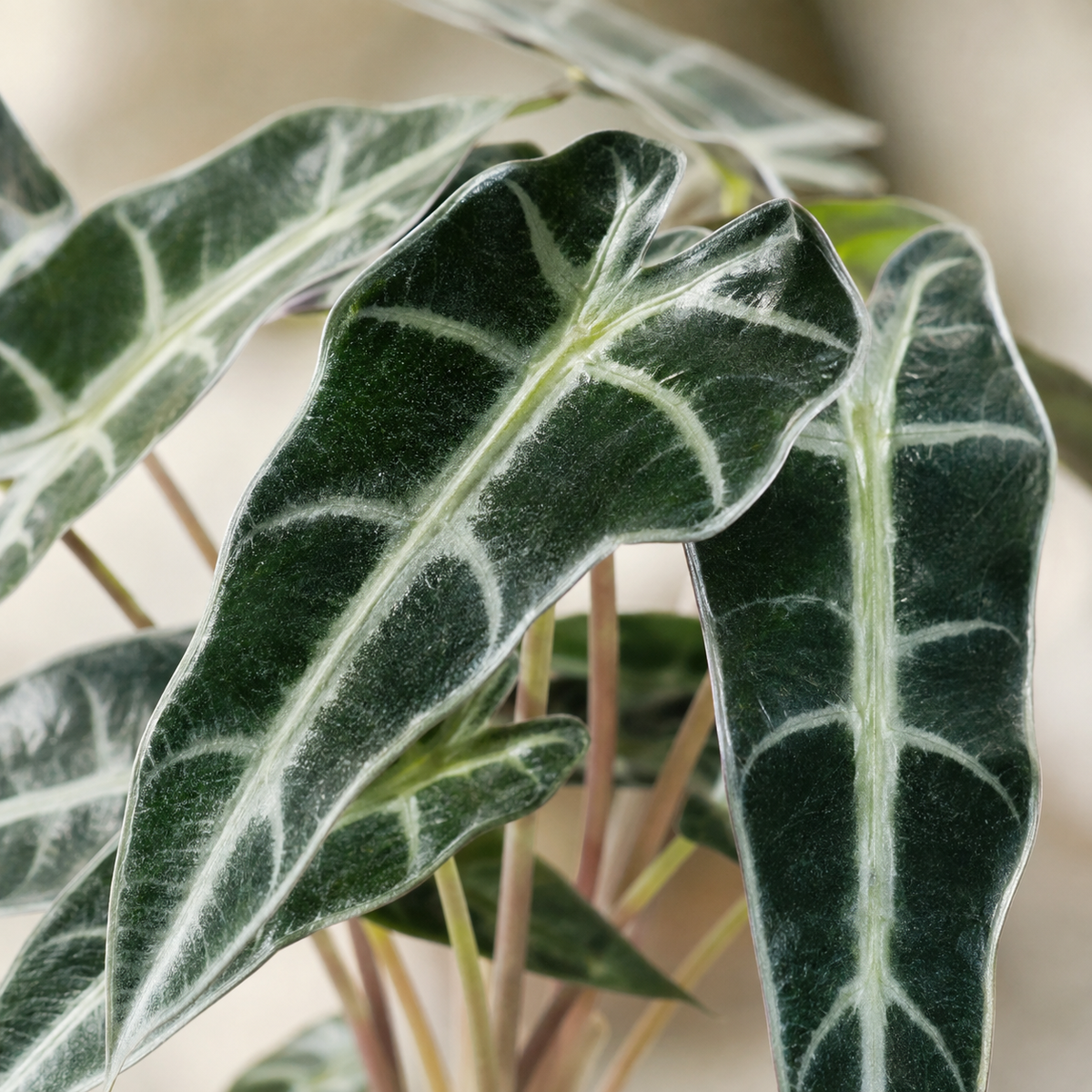 Alocasia Bambino | Plant