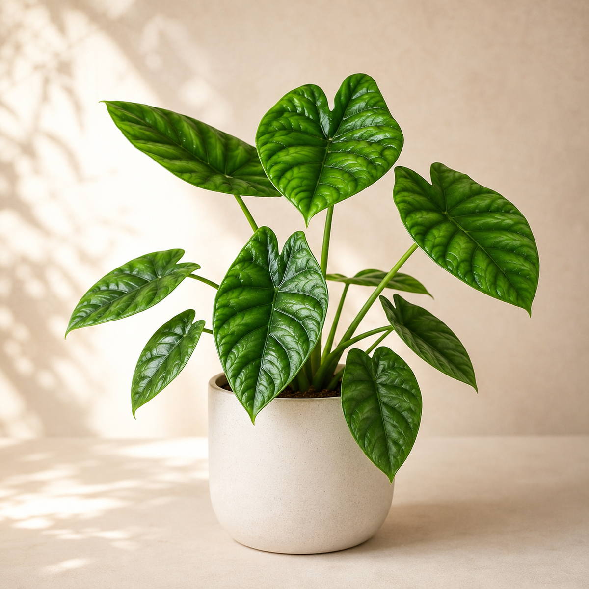 Alocasia Sinuata | Gardening Plant