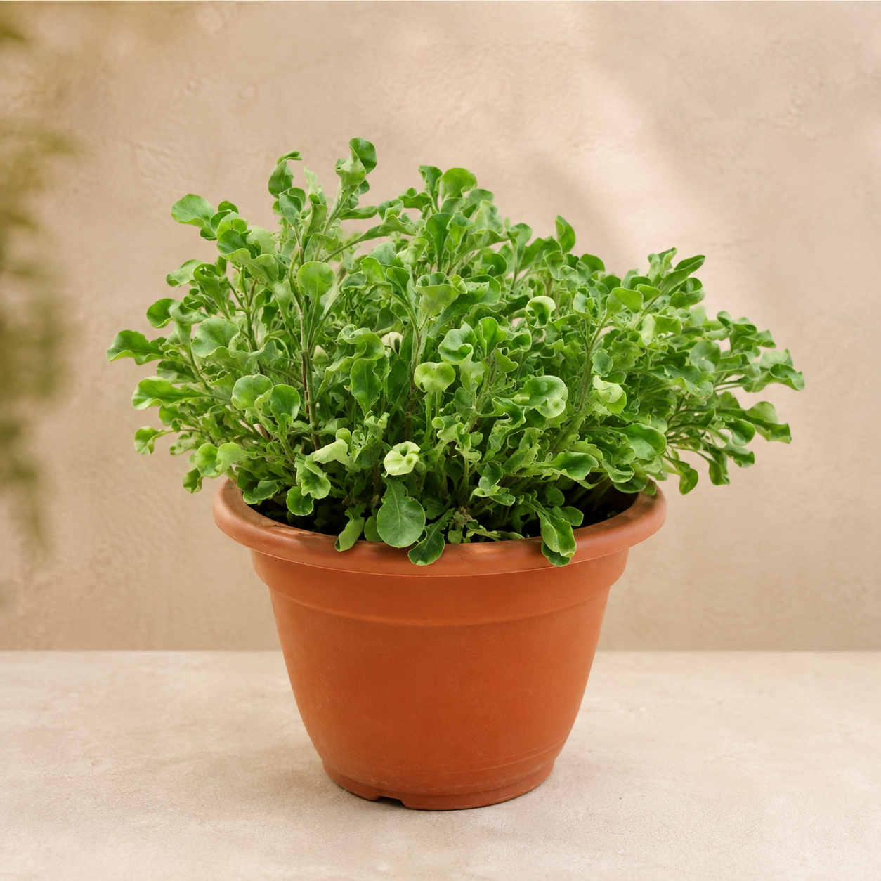 Alternanthera ficoidea White | Gardening Plant