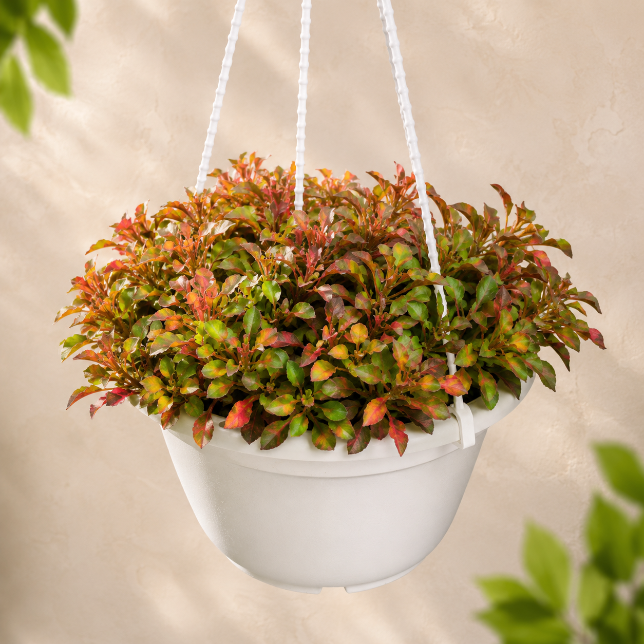 Alternanthera Red | Indoor Plant