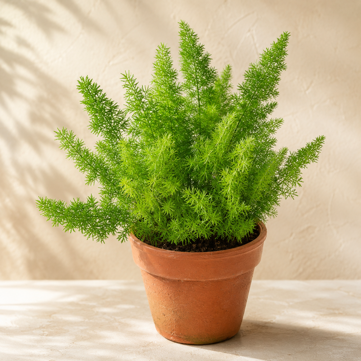 Asparagus Meyer | Gardening Plant