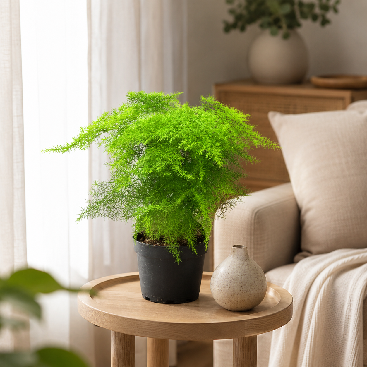 Asparagus Plumosus (Nanus Mint Fern) | Indoor Plant