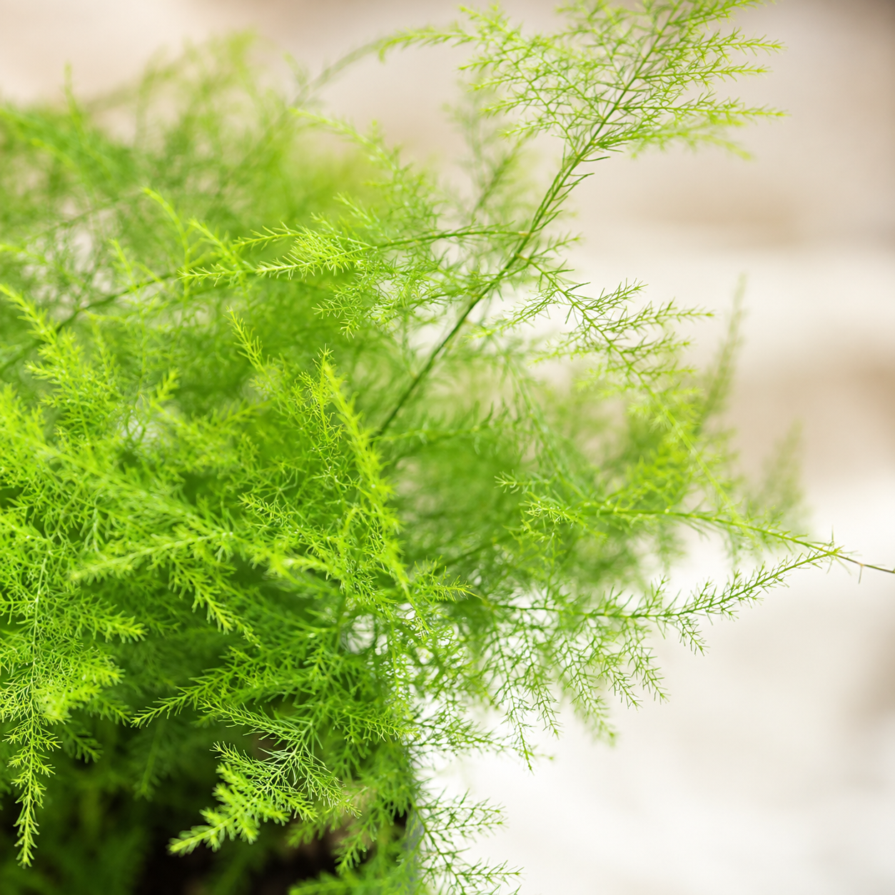 Asparagus Plumosus (Nanus Mint Fern) | Indoor Plant