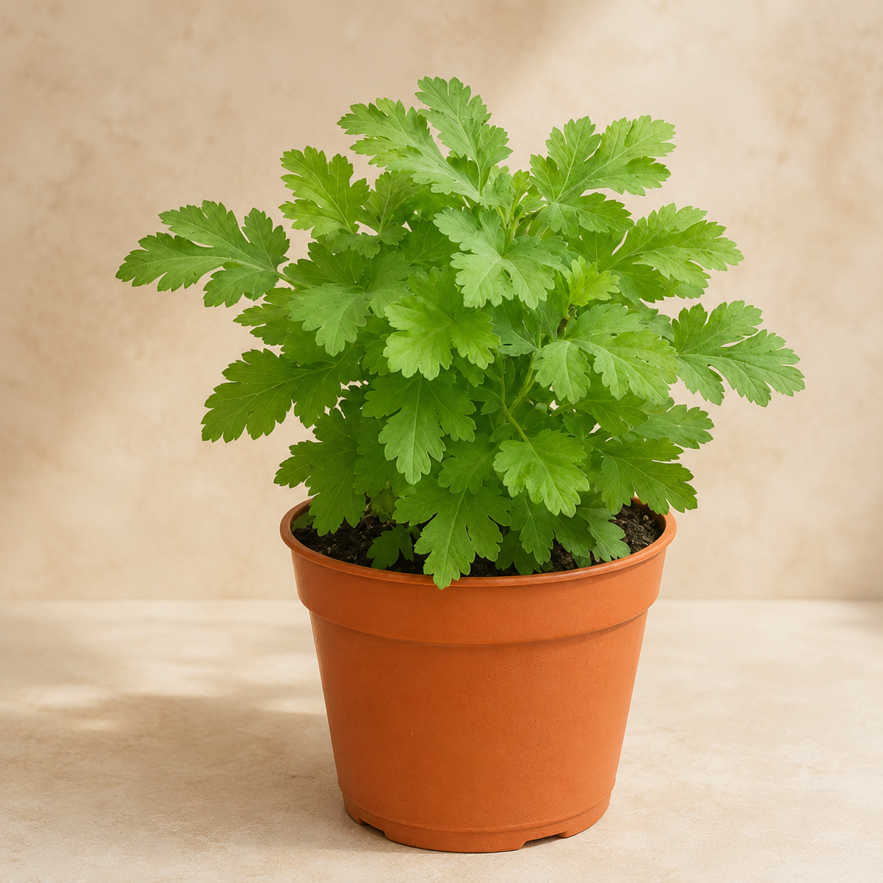 Artemisia Plant | Office Plant