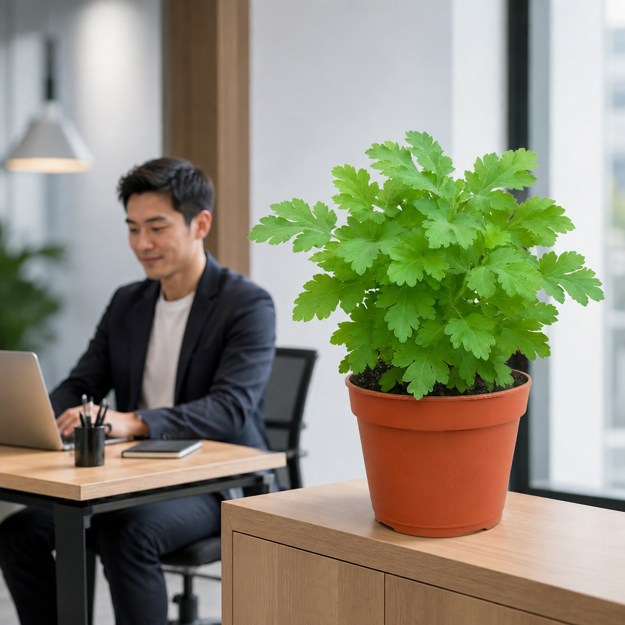 Artemisia Plant | Office Plant