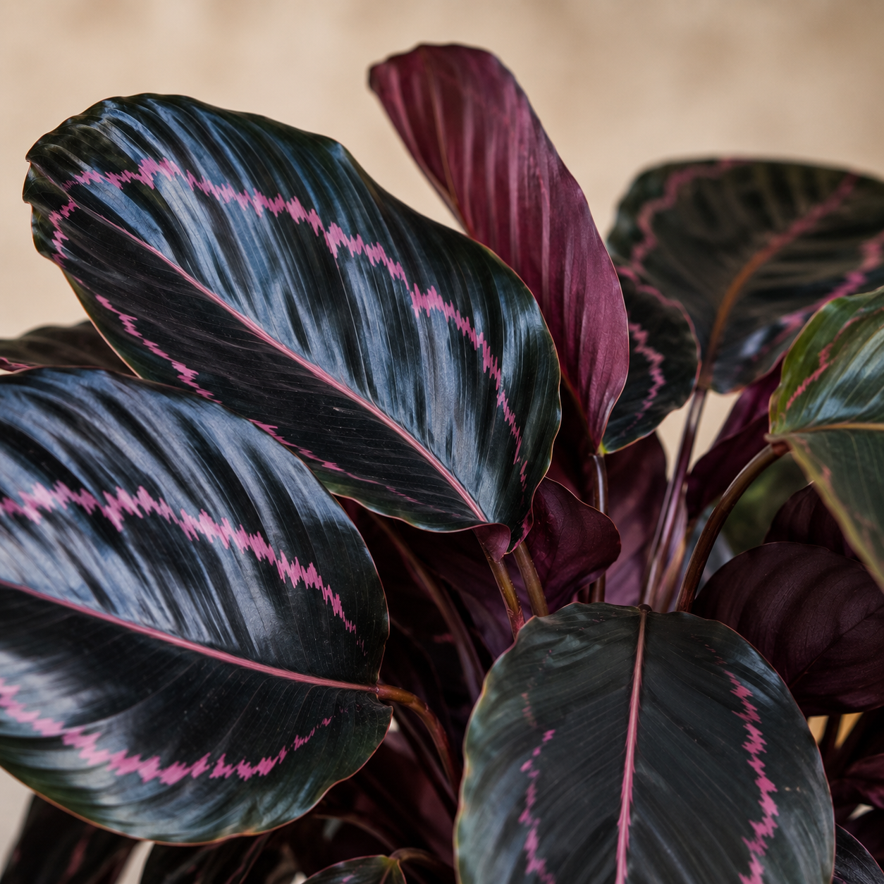 Calathea 'Dottie' | Gardening Plant
