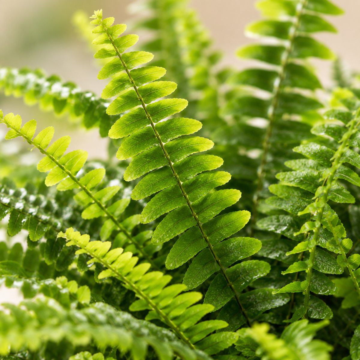 Nephrolepis Cordata Fern | Indoor Plant