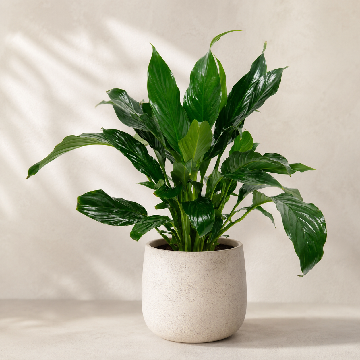 Spathiphyllum Montanum | Gardening Plant