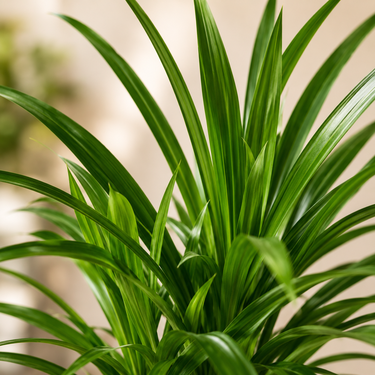 Pandanus Amaryllifolius | Office Plant