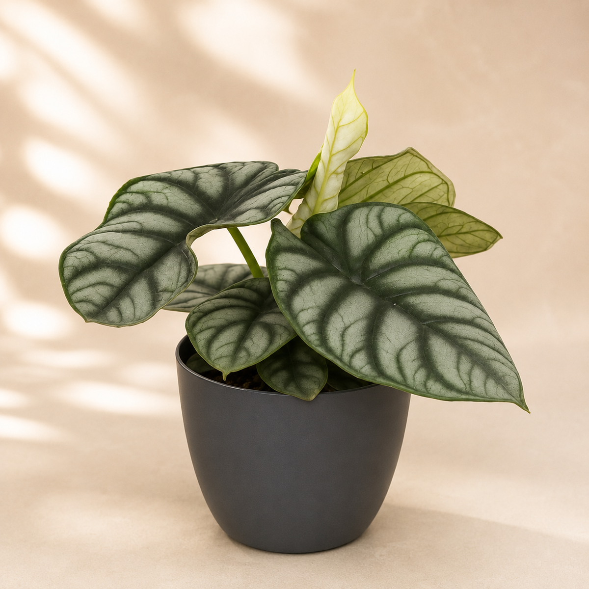 Alocasia 'Silver' | Home Plant