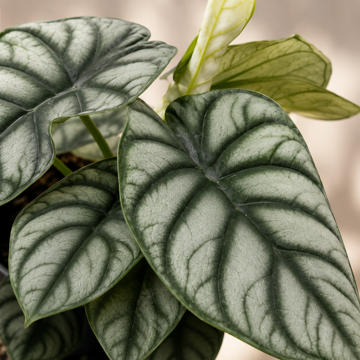 Alocasia 'Silver' | Home Plant