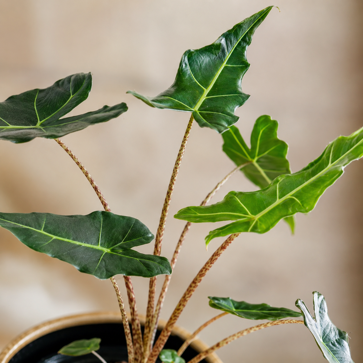 Alocasia Sarian | Office Plant
