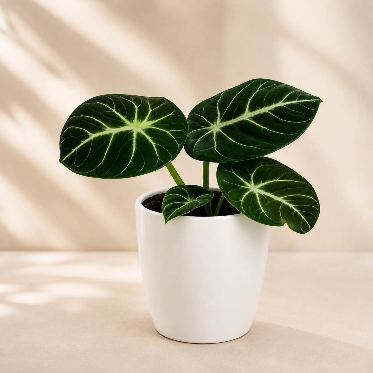 Alocasia 'Ninja' | Indoor Plant