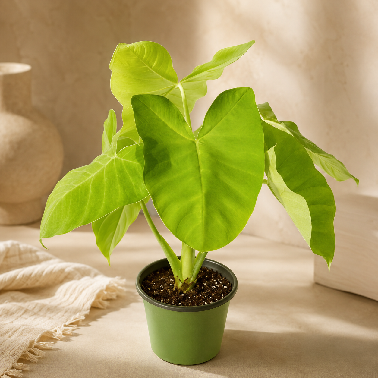 Alocasia 'Lime' | Gardening Plant
