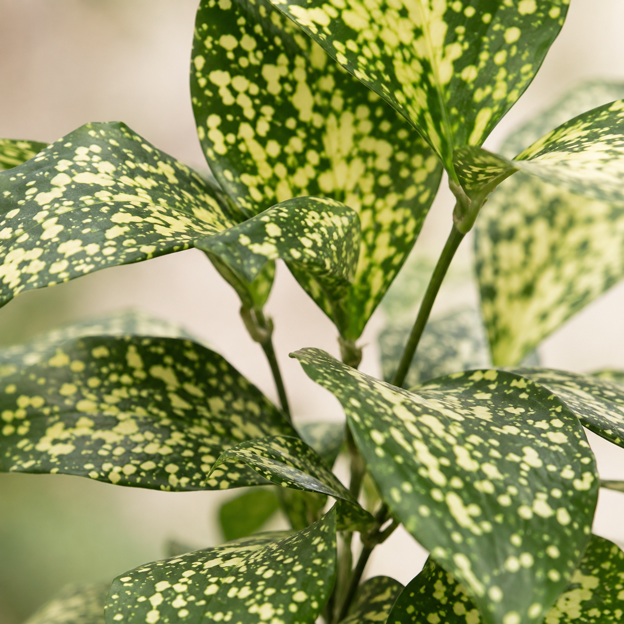 Dracaena Godseffiana | Home Plant