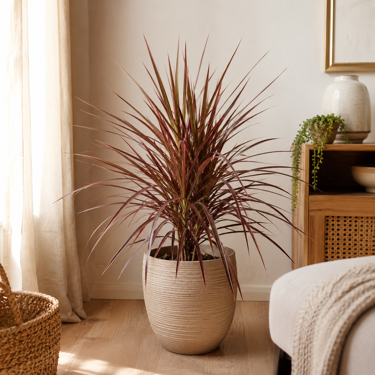 Dracaena Marginata 'Red' | Gardening Plant