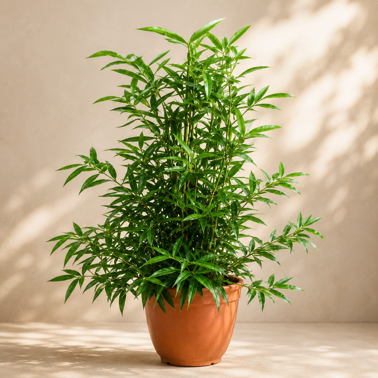 Dracaena Surculosa 'Dwarf' | Office Plant