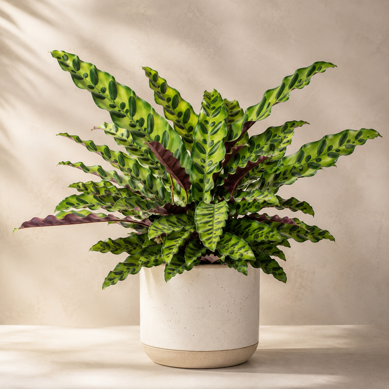 Calathea Lancifolia | Home Plant