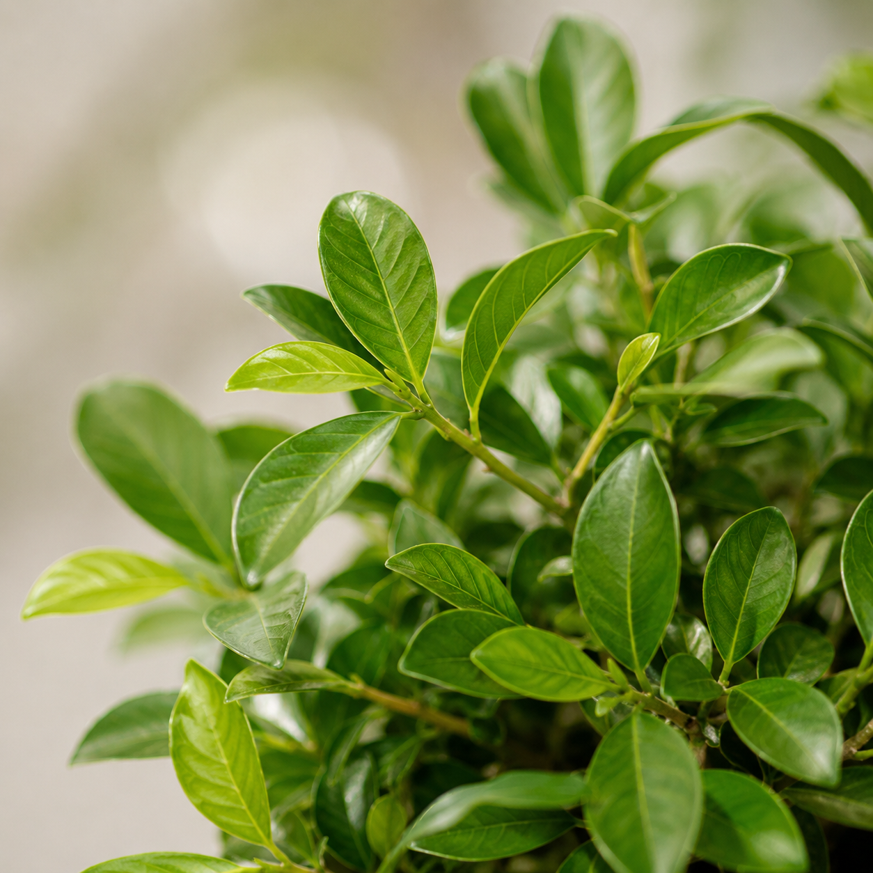 Gardenia Jasminoides 'Variegata' | Gardening Plant