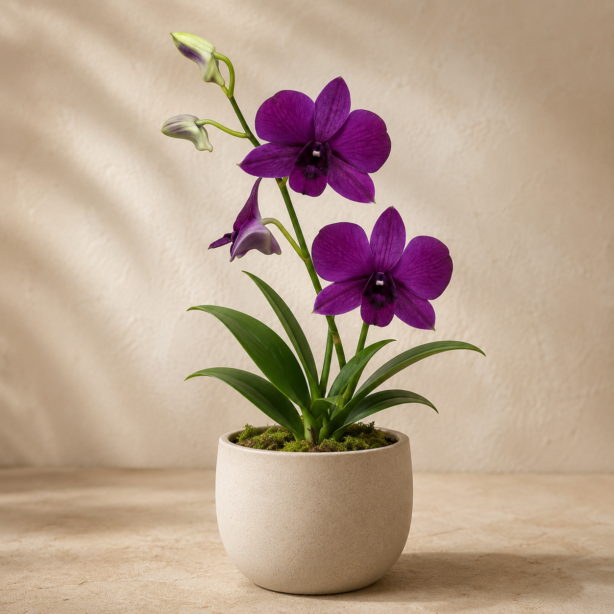 Dendrobium Dark Blue | Potted Plant