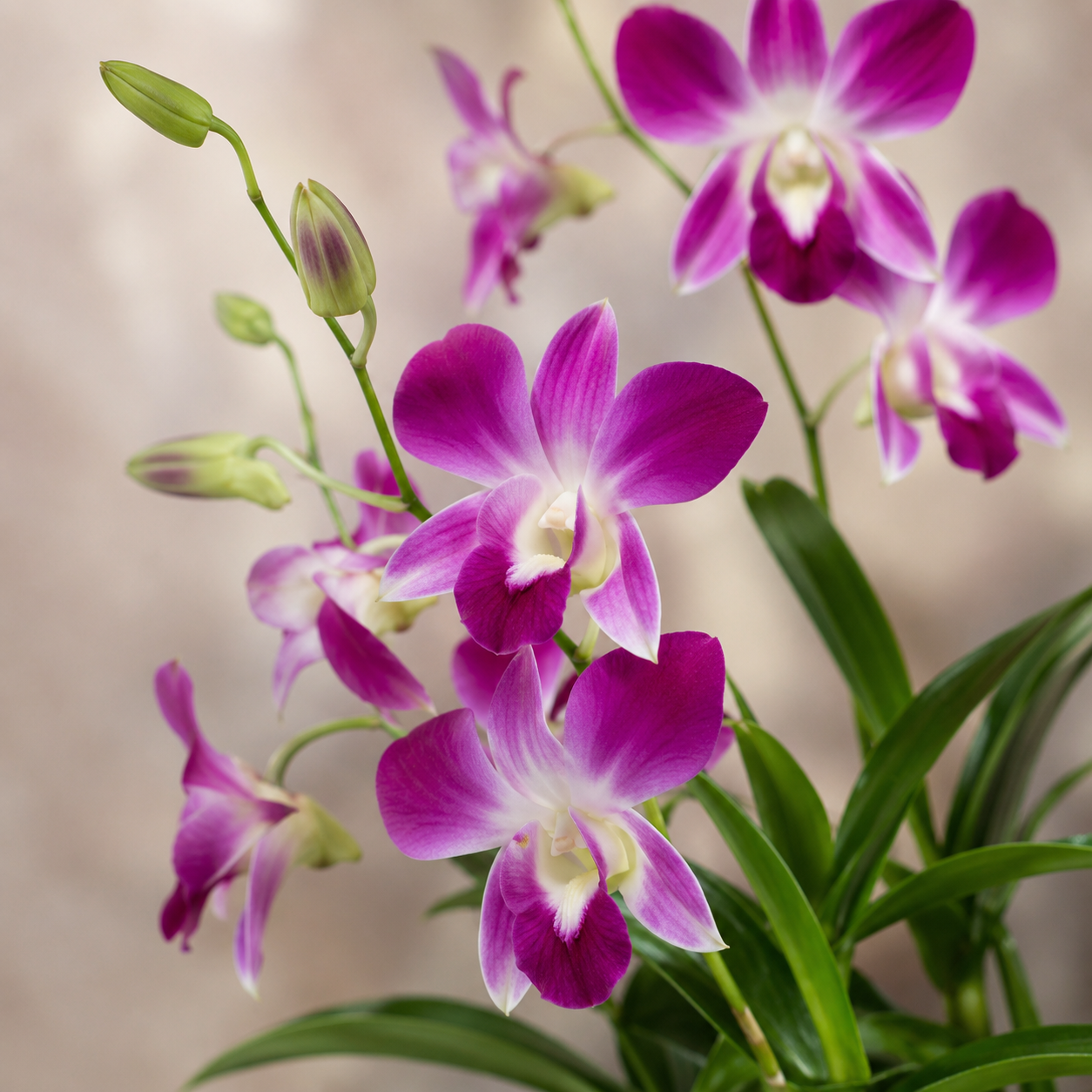 Dendrobium Bon Orchids | Gardening Plant