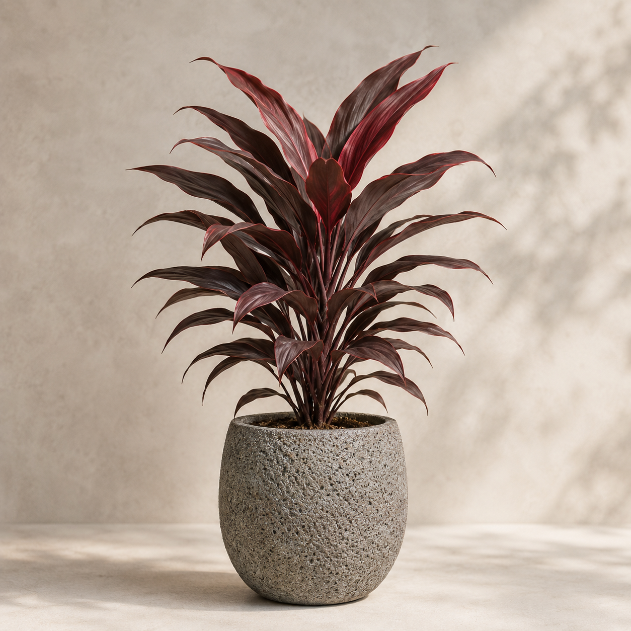 Cordyline 'Red Compactor' | Indoor Plant