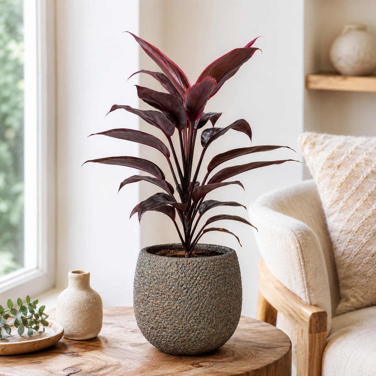 Cordyline 'Red Compactor' | Indoor Plant