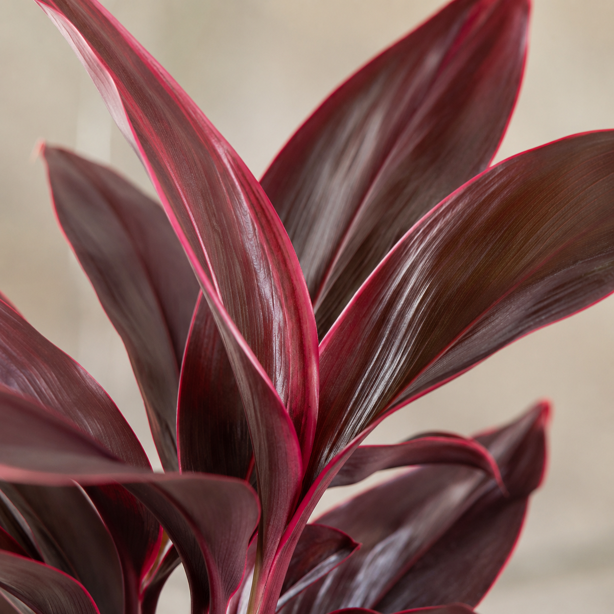 Cordyline 'Red Compactor' | Indoor Plant