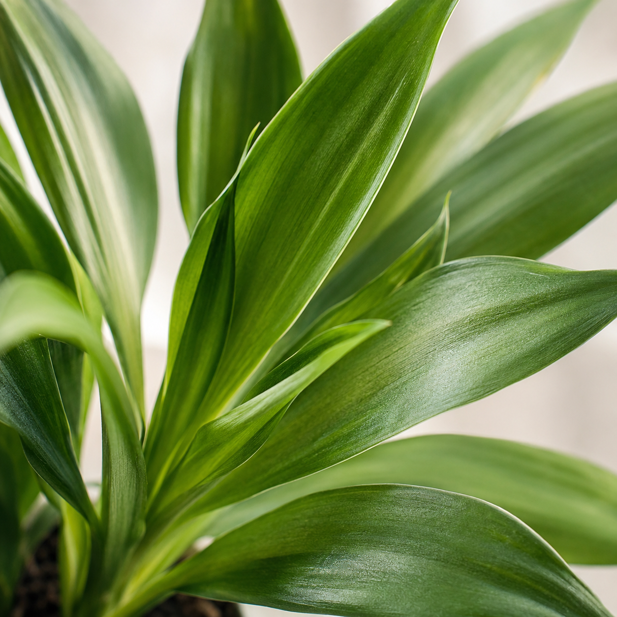 Cordyline 'Aurora Green' | Office Plant