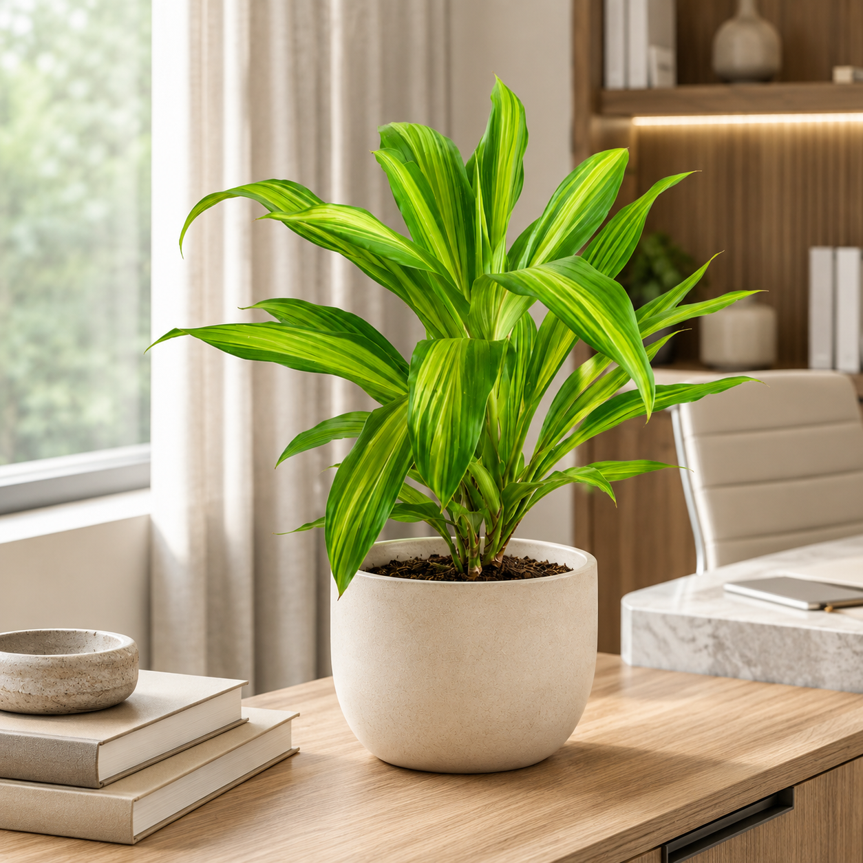 Cordyline 'Kiwi Yellow' | Office Plant