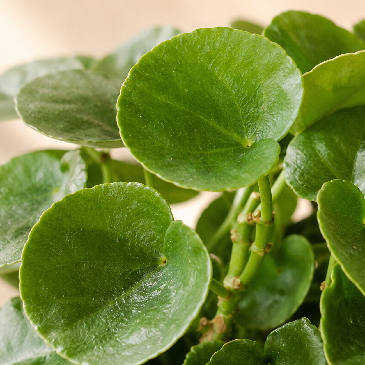 Cissus Rotundifolia | Home Plant