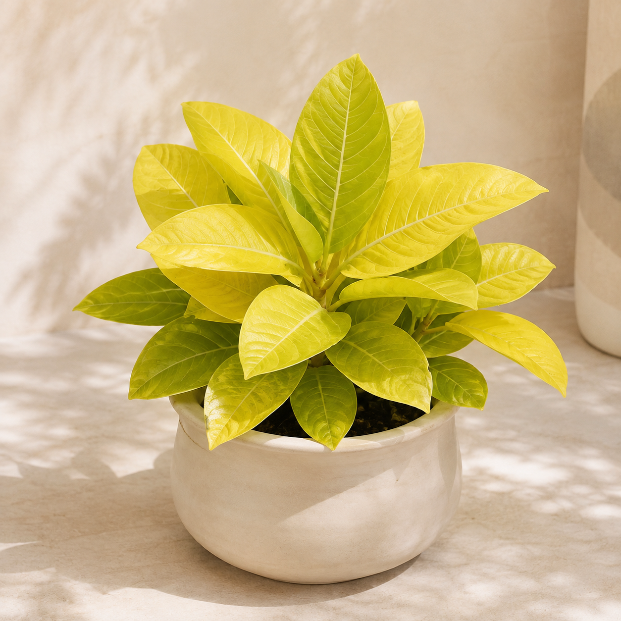 Ficus Altissima 'Gold' | Indoor Plant