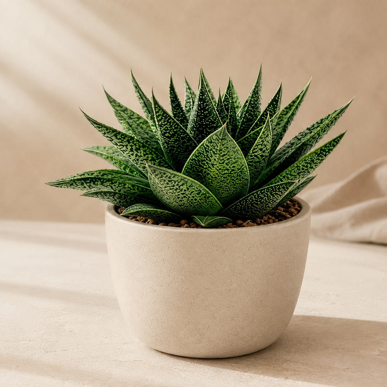 Gasteria Gracilis | Indoor Plant