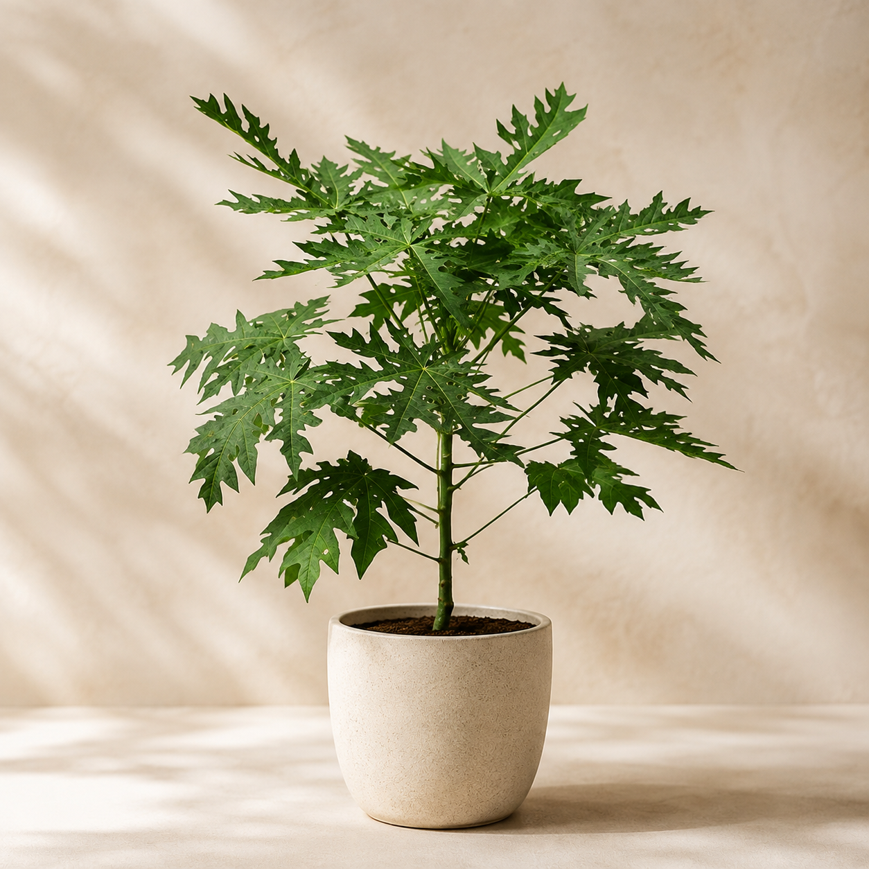 Carica Papaya | Indoor Plant