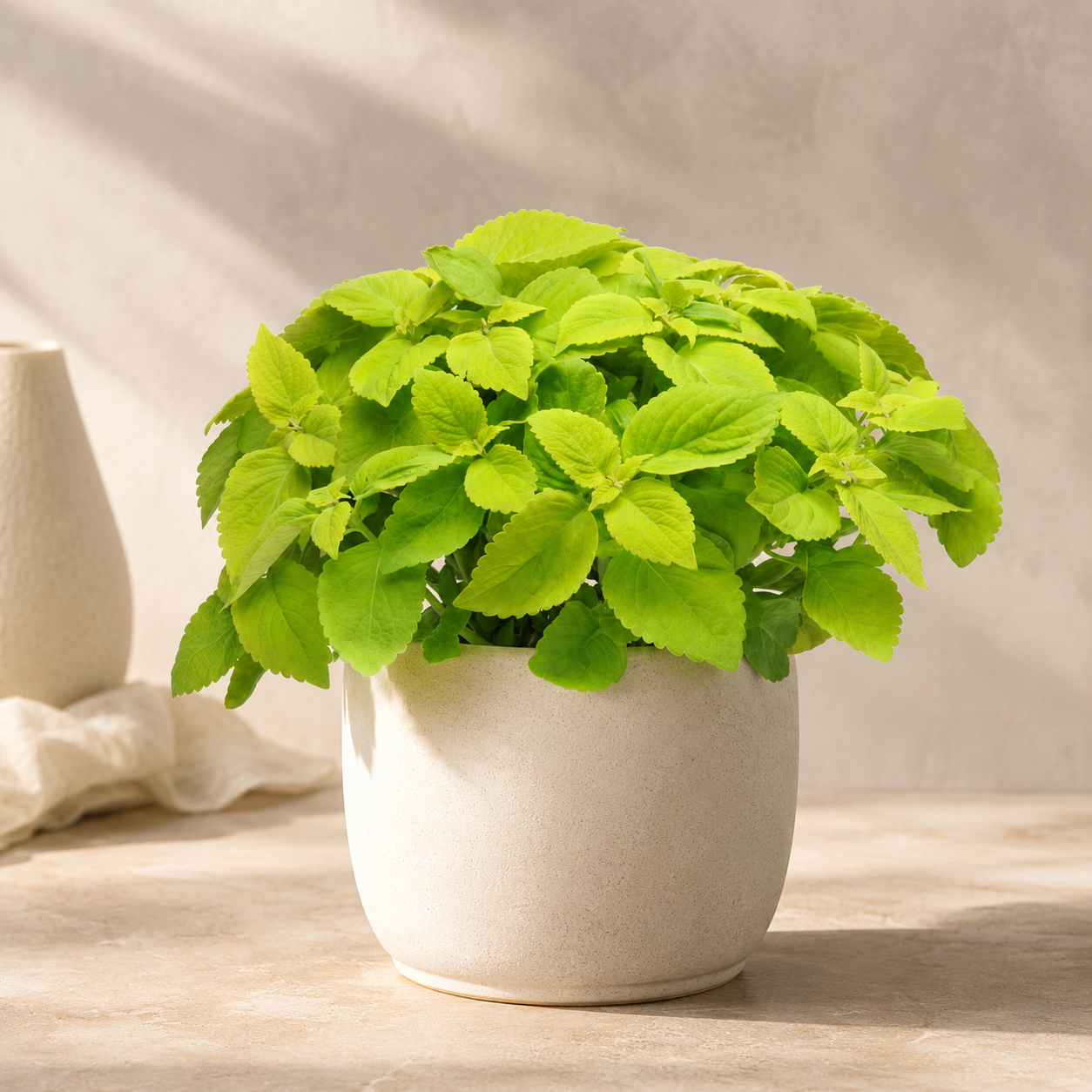 Coleus | Home Plant