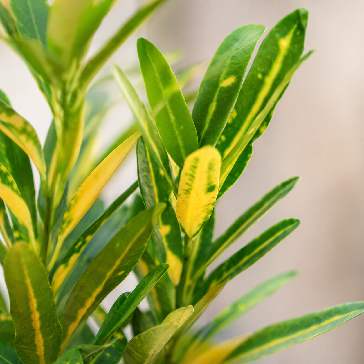Codiaeum Variegatum | Office Plant
