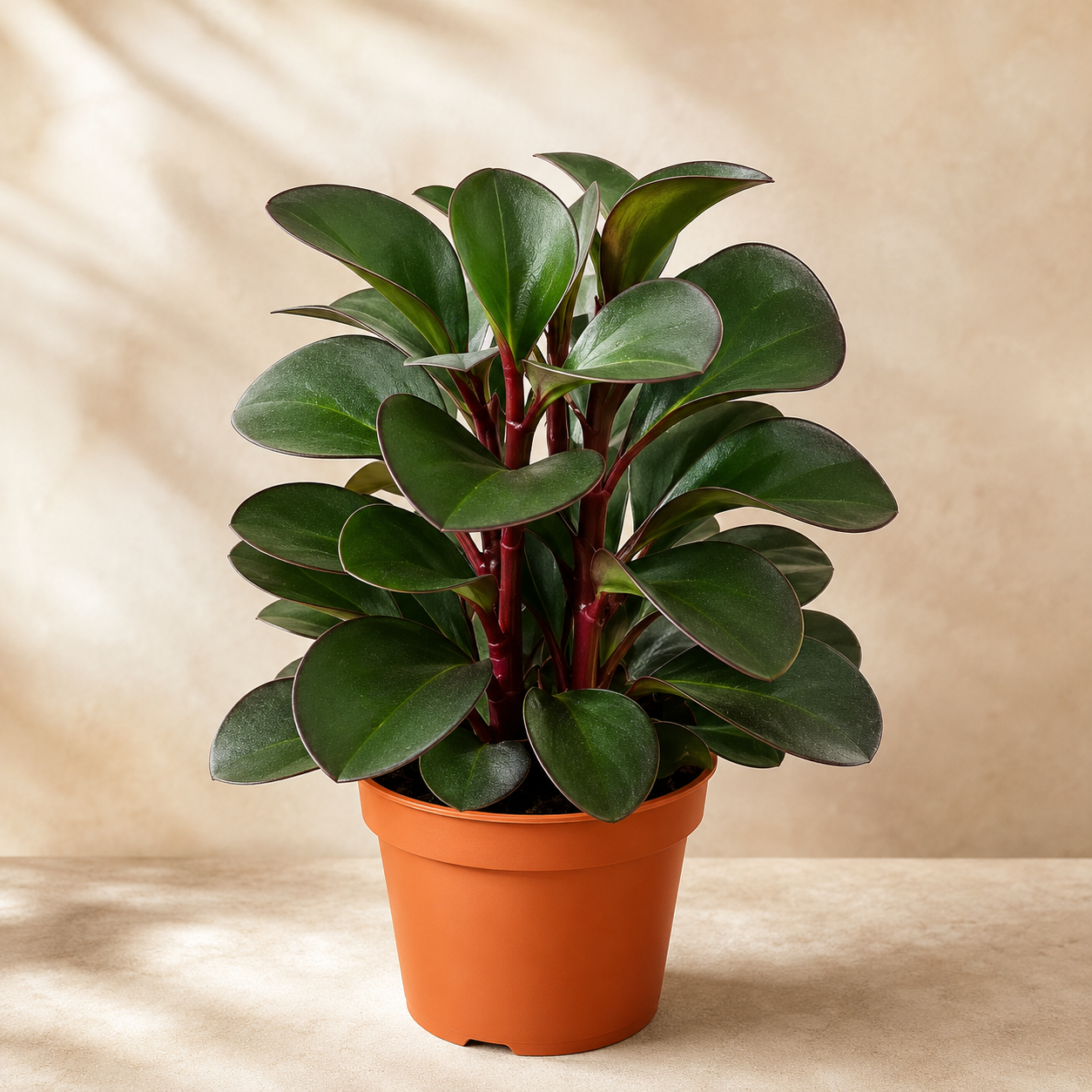 Peperomia Clusiifolia | Office Plant