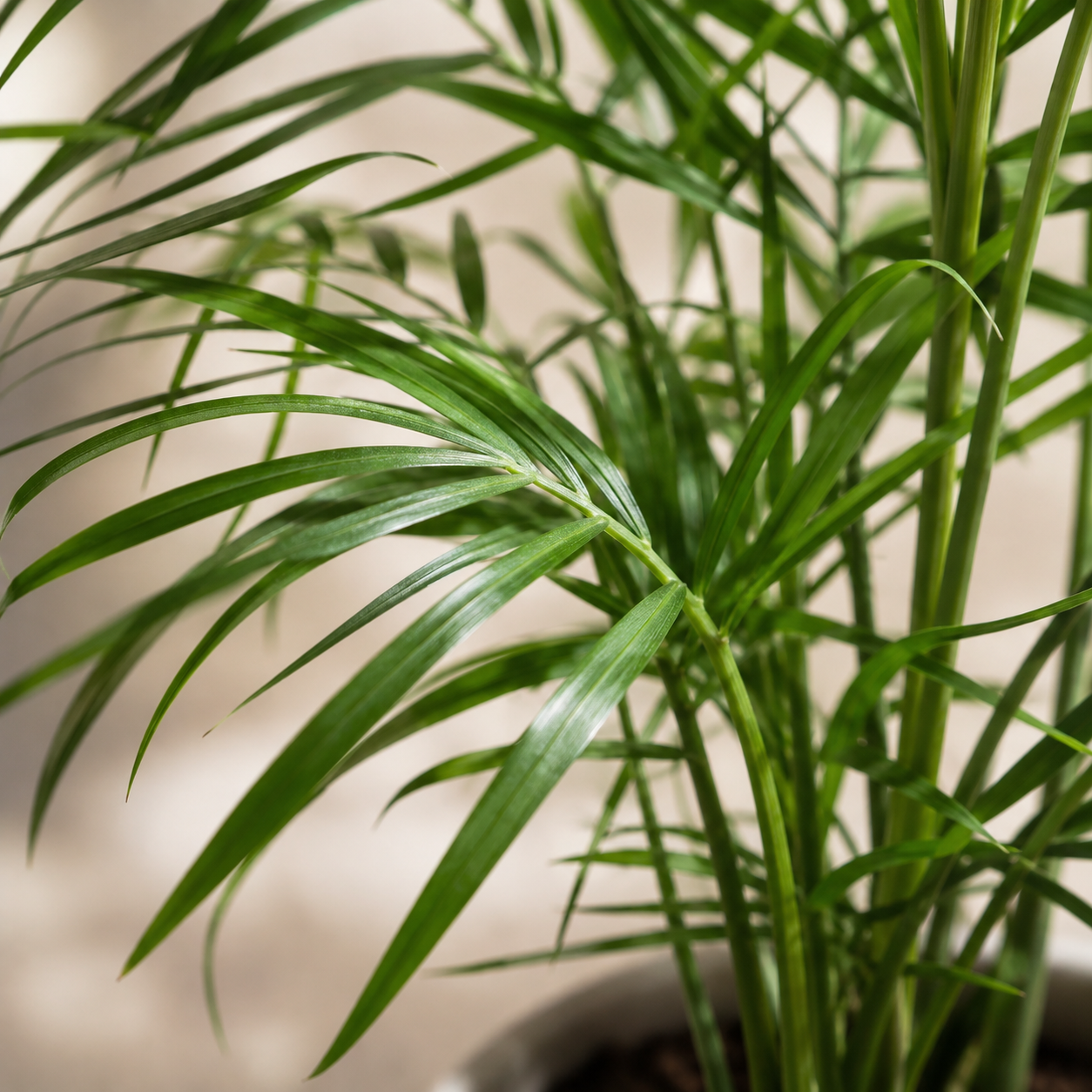 Java Palm | Gardening Plant