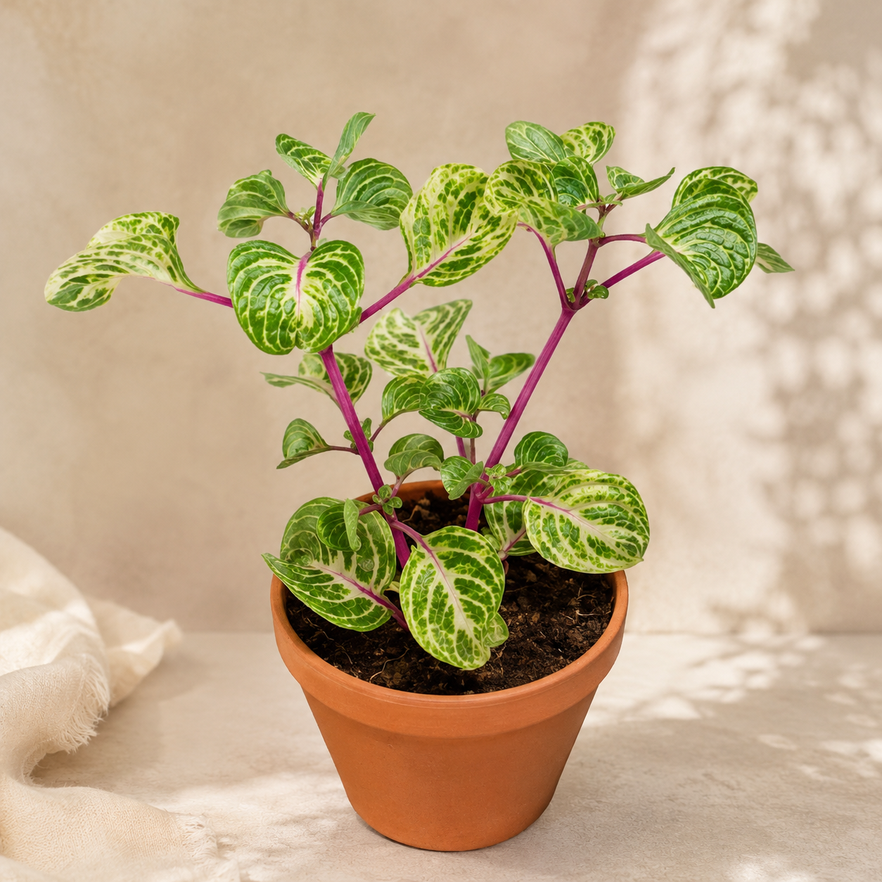 Iresine Green | Indoor Plant