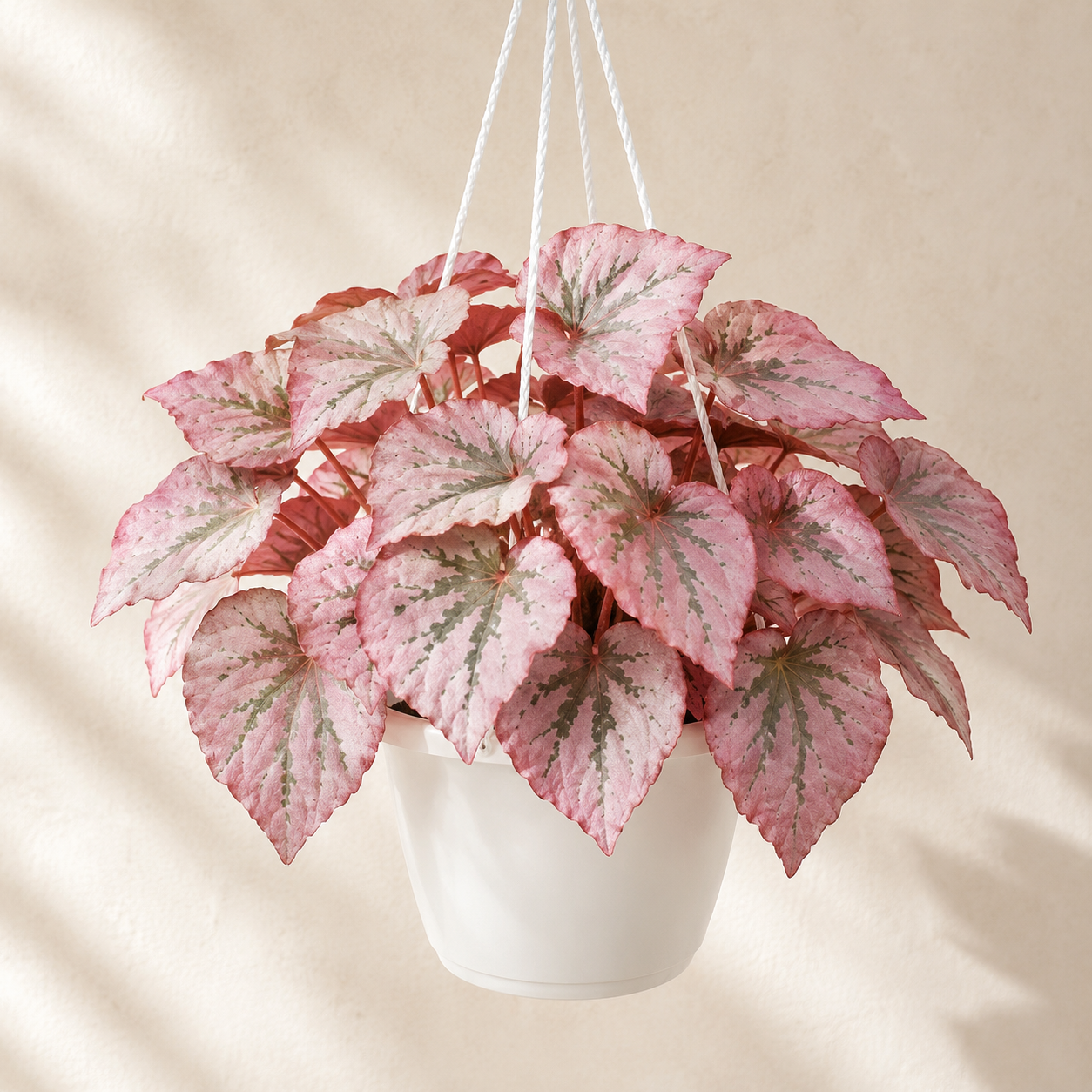 Painted-Leaf Begonia | Plant