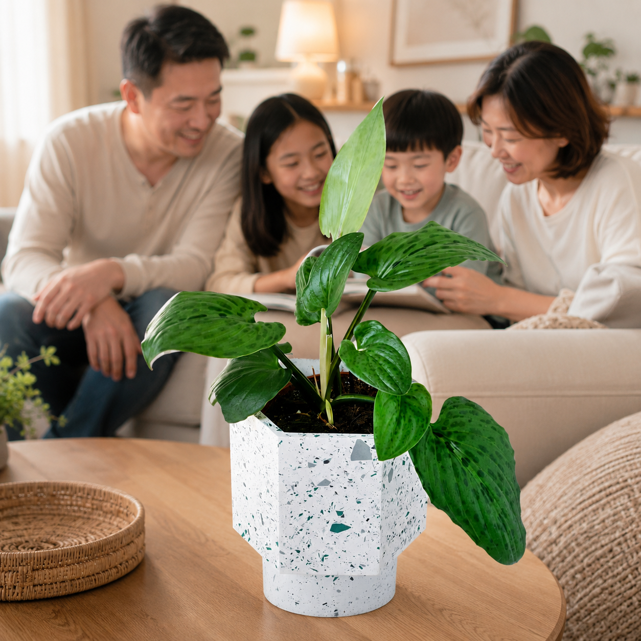 Drimiopsis Maculata 油点草 | Gardening Plant