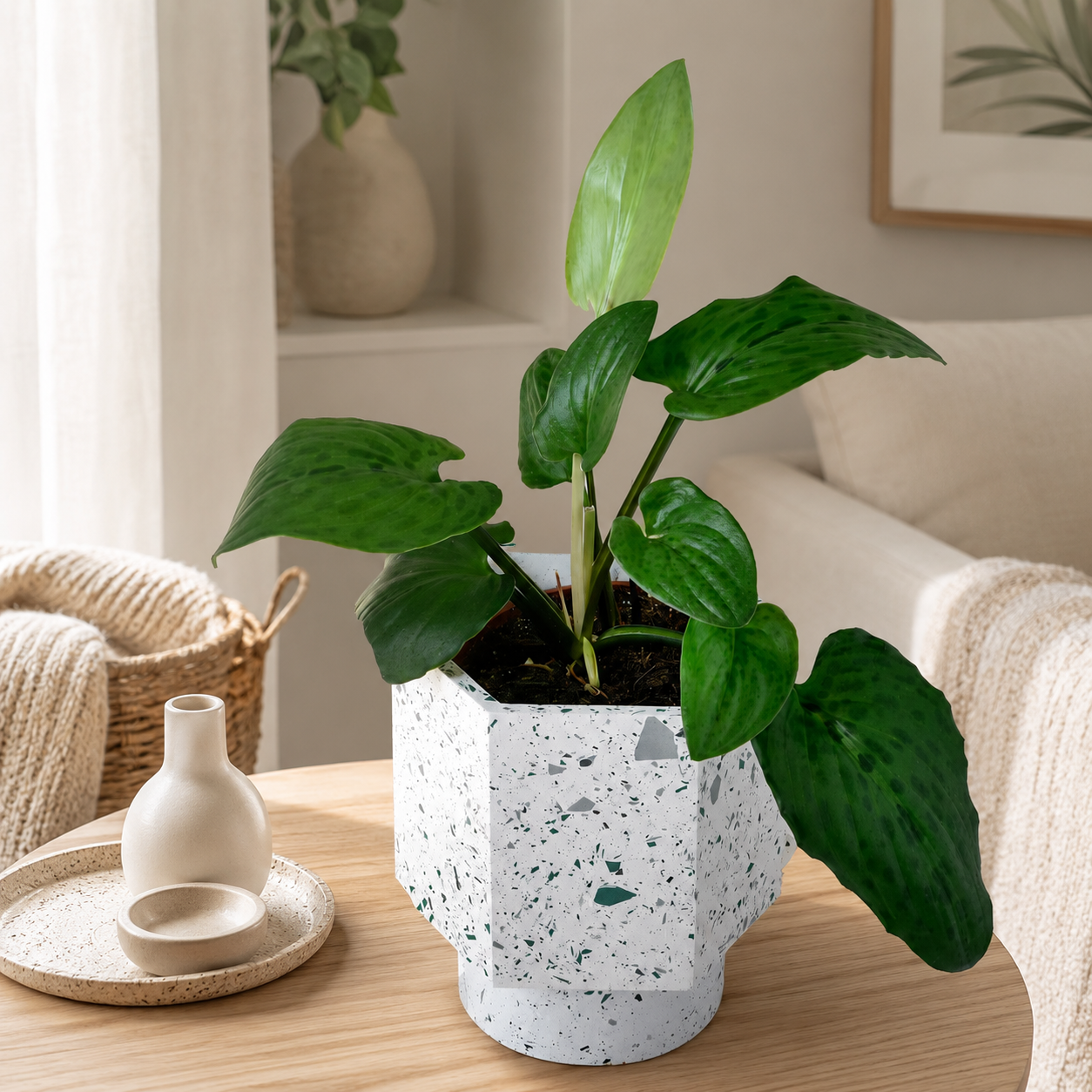 Drimiopsis Maculata 油点草 | Gardening Plant