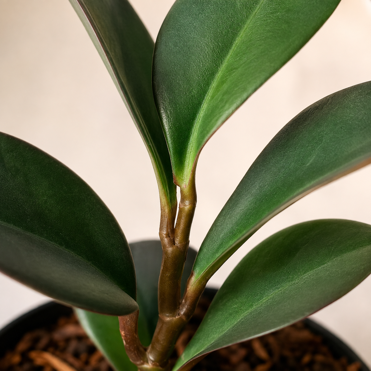 Peperomia 'Black Knight' | Plant