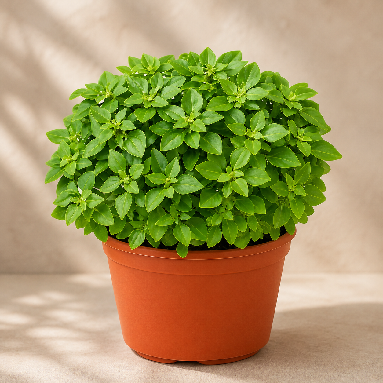 Exacum affine | Gardening Plant