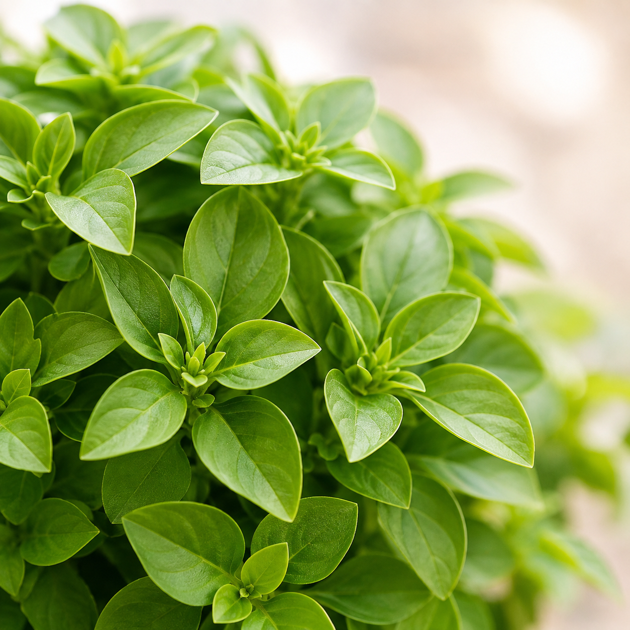 Exacum affine | Gardening Plant