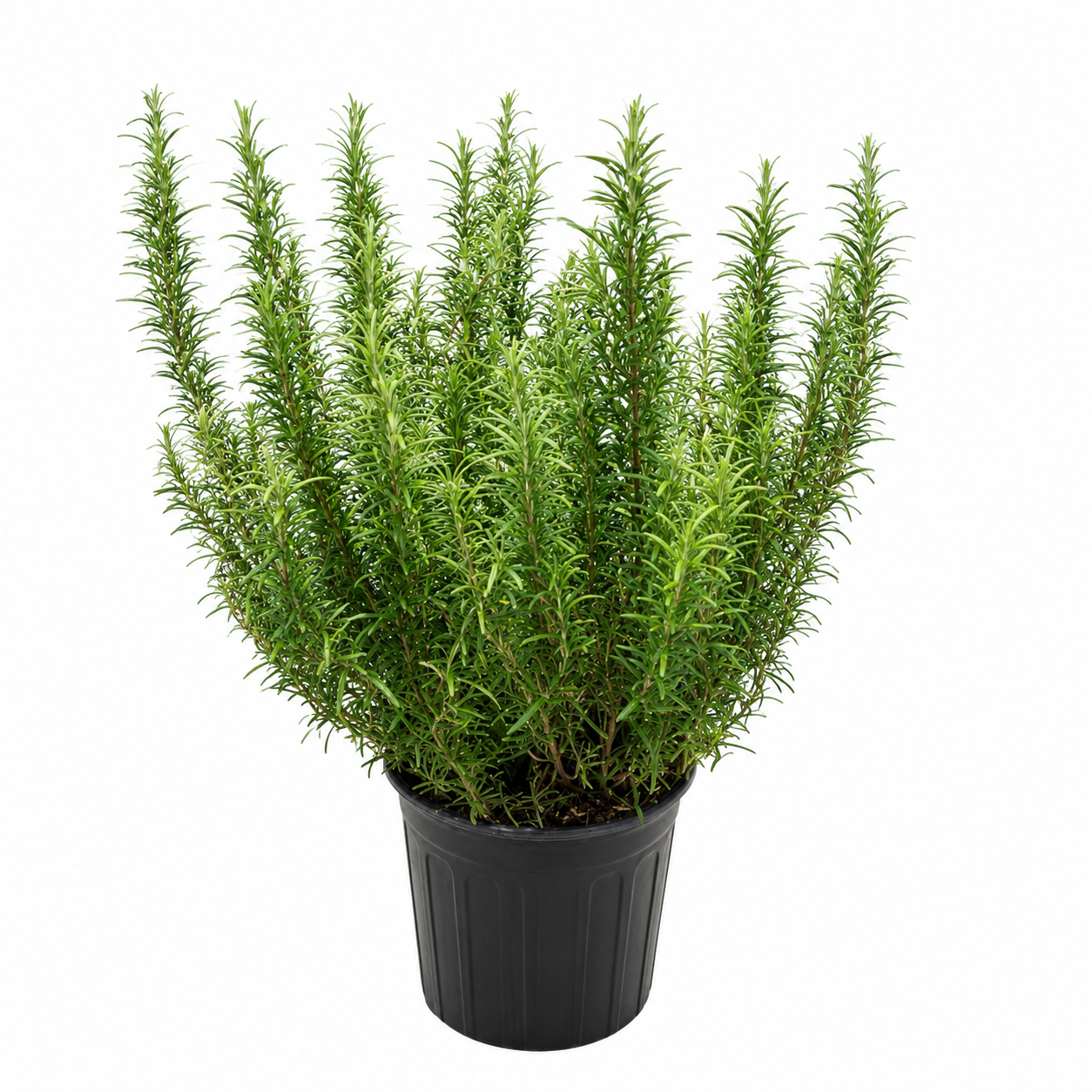 Rosemary Plant | Herb Plant