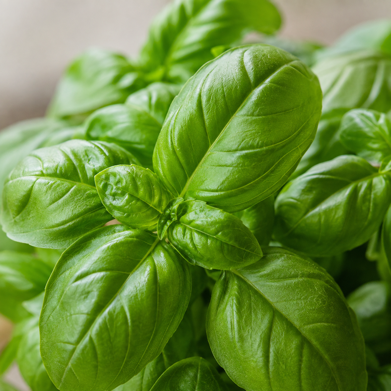 Sweet Basil | Herb Plant