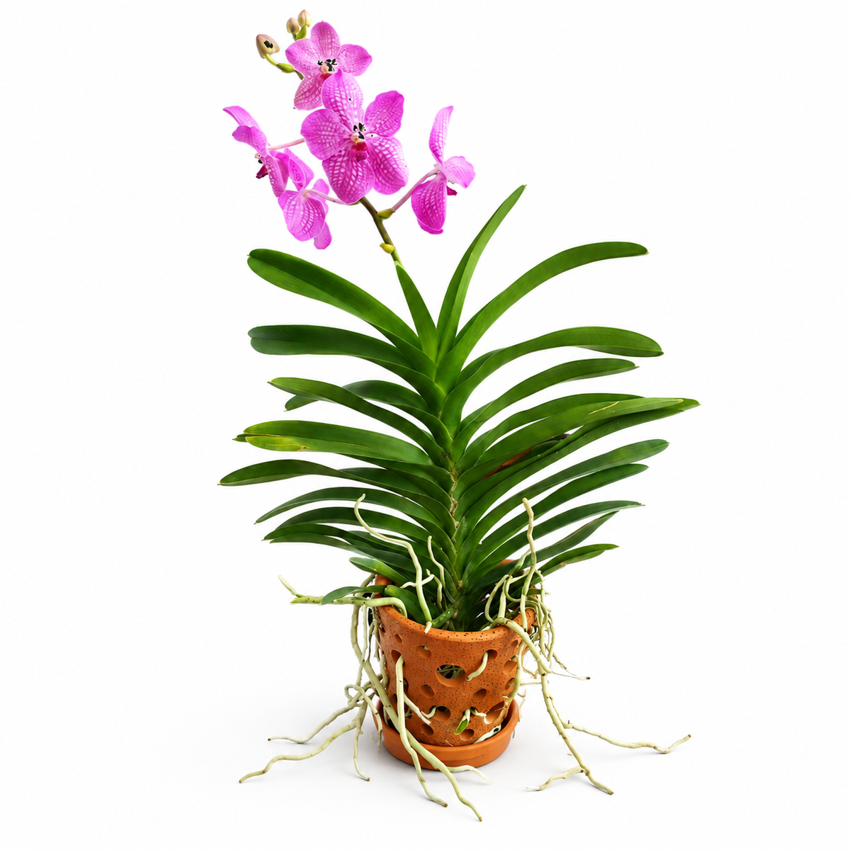 Vanda Orchid Potted | Home Plant