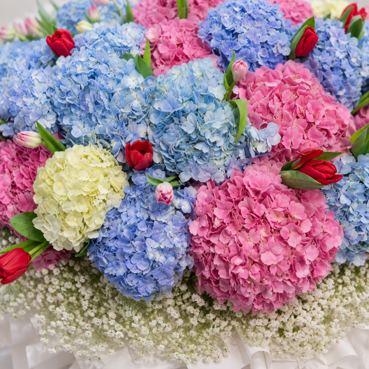 Pastel Cloud Nine (Hydrangea) | CNY Flowers