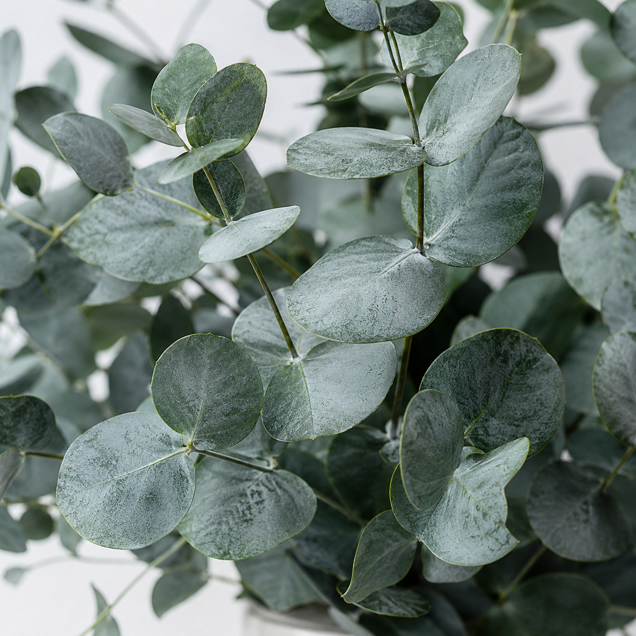 Eucalyptus Leaves | Wholesale Flowers